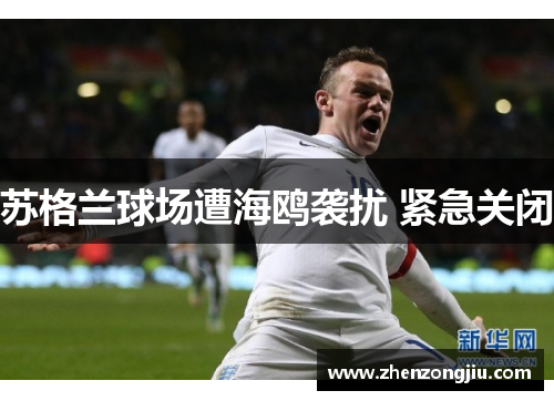 苏格兰球场遭海鸥袭扰 紧急关闭 苏格兰球场遭海鸥袭扰 紧急关闭